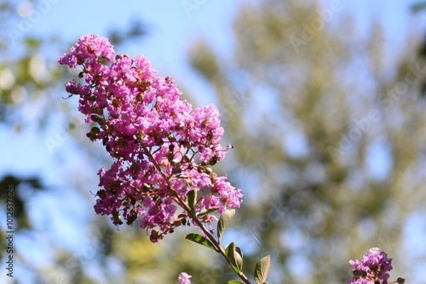Fototapeta Pink flower with a blue sky background 