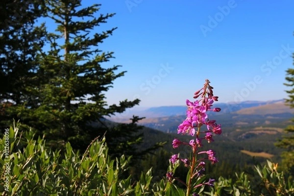 Obraz Pink flower looking at blue sky mountain scenery 