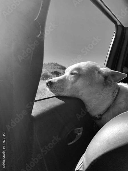 Fototapeta White dog in Car looking out the window showing pure bliss and joy 