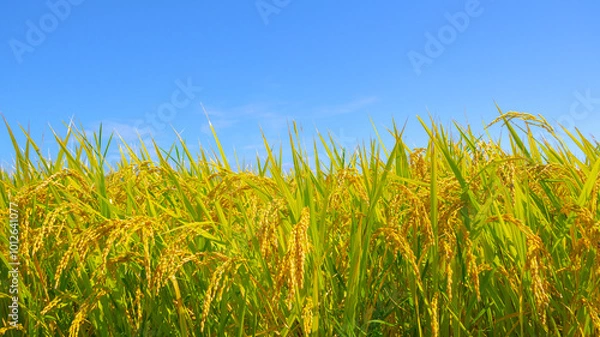 Fototapeta 収穫前の秋の稲穂
