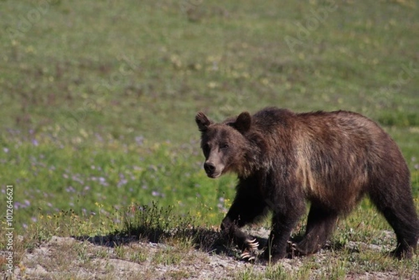 Obraz Wild Grizzly bear in meadow in glacier park 