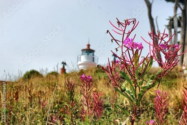 Fototapeta Pink Flowers with lighthouse in background blue sky 