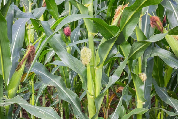 Fototapeta Zea mays Linn. , Sweet corn in the field