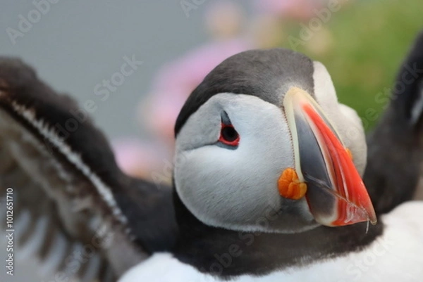 Fototapeta Puffin Bird Pink Flowers wings flapping close up 