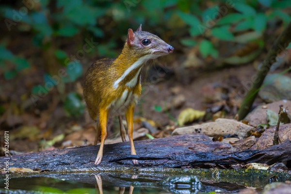 Obraz  Lesser mouse-deer (Tragulus kanchil) stair at us 