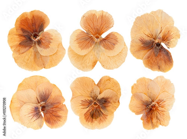 Obraz Head pressed dried violet flowers isolated