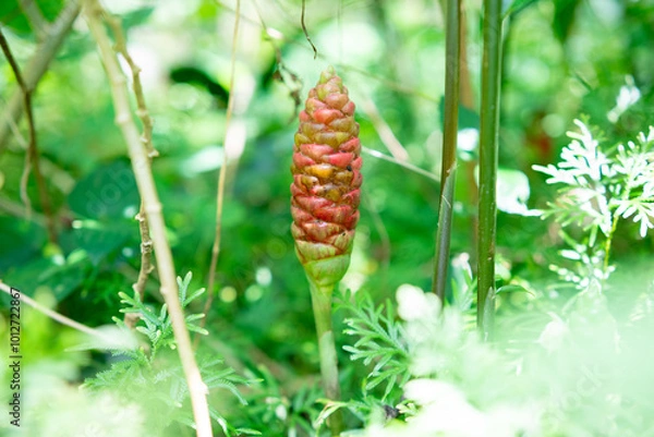 Fototapeta Red Flower. Lempuyang wangi or Zingiber zerumbet, is a type of spice that has medicinal properties. Many are found in Indonesia
