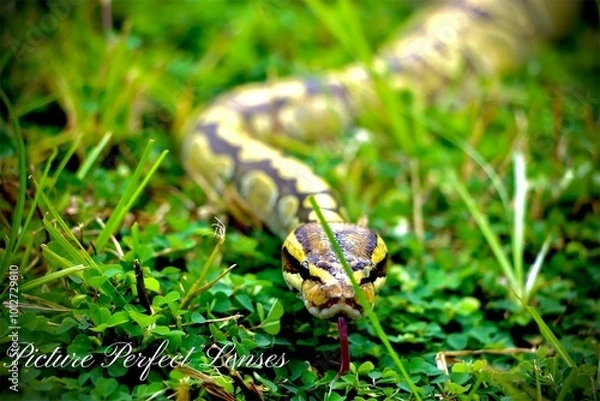 Fototapeta Hypo enchi ball python