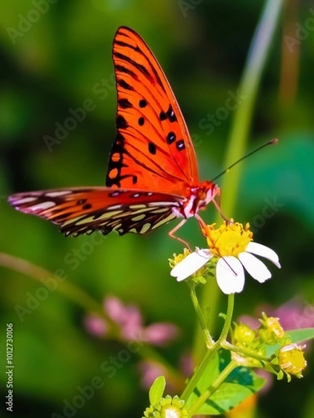 Obraz butterfly on flower