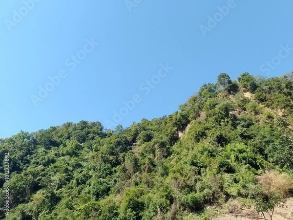 Fototapeta trees in the mountains