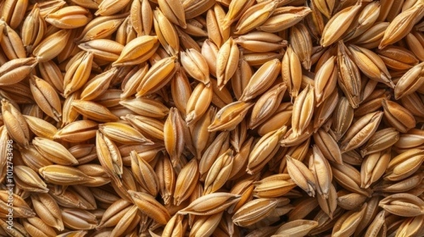 Fototapeta Close up of barley background, top view. Photorealistic high resolution macro photography for advertising or food design.