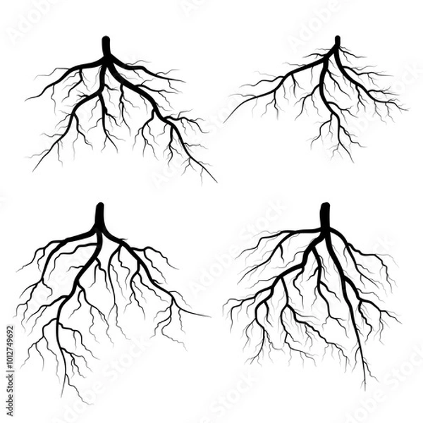 Fototapeta set of tree roots