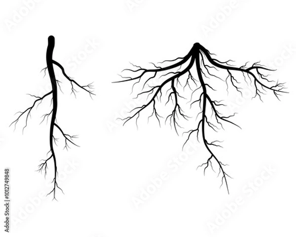 Fototapeta set of tree roots