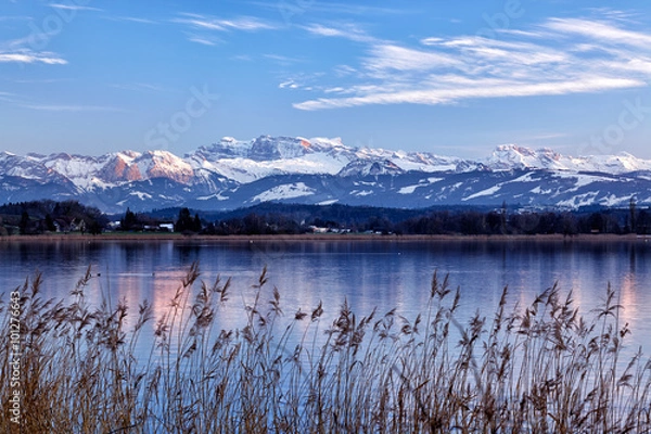 Fototapeta Greifensee, szwajcarskie jezioro, z pasem trzcin na pierwszym planie i ośnieżonymi Alpami Glarus w tle