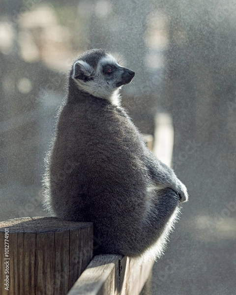 Fototapeta Lemur catta under water diffuser