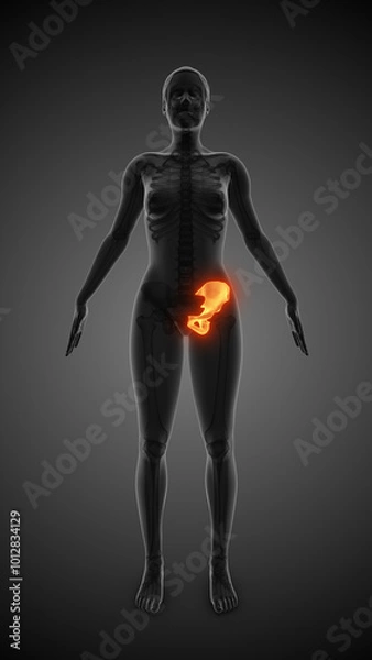 Obraz Medical animation of the hip bone pain