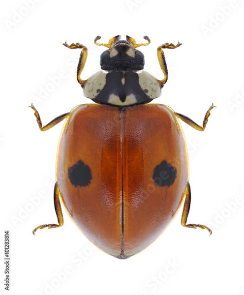 Obraz Beetle Ladybird Adalia bipunctata