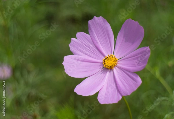 Fototapeta 코스모스