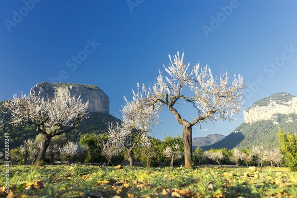 Fototapeta blossoming almond tree