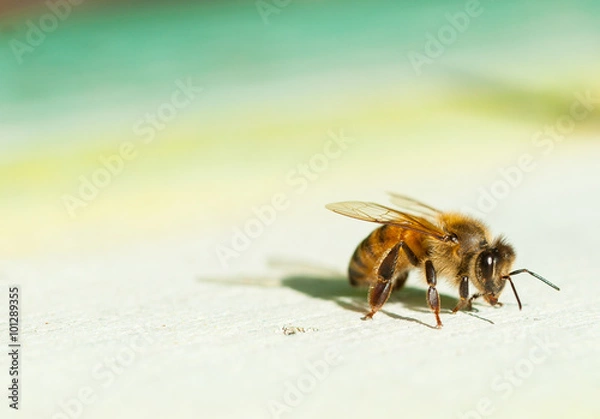 Fototapeta ape, apis mellifera