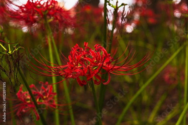 Fototapeta 赤い曼珠沙華の風景