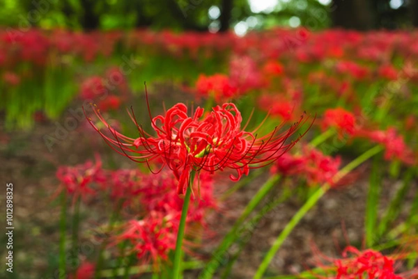 Fototapeta 赤い曼珠沙華の風景