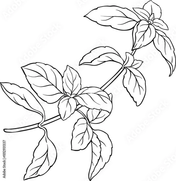 Fototapeta Basil Branch with  Leaves Outline Illustration