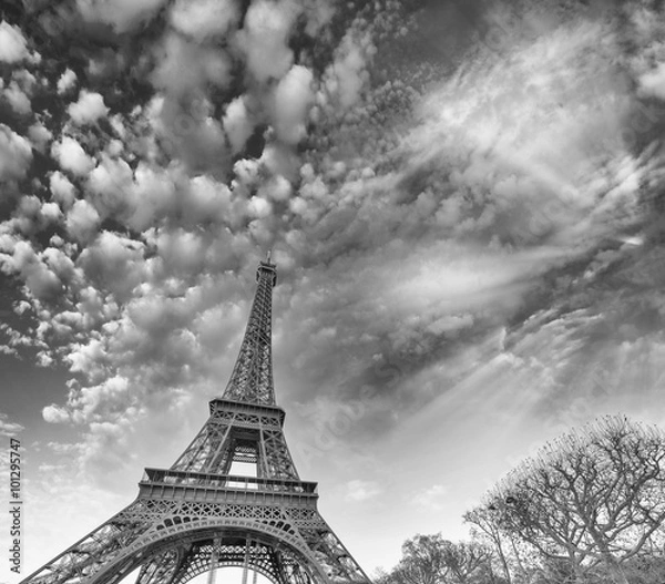 Fototapeta Black and white view of Eiffel Tower in Paris, France