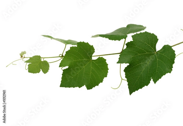 Obraz liście winogron