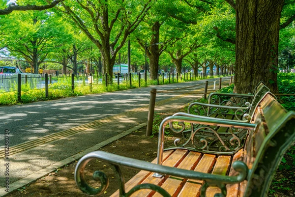 Obraz 明治神宮外苑 新緑が美しい銀杏並木と遊歩道