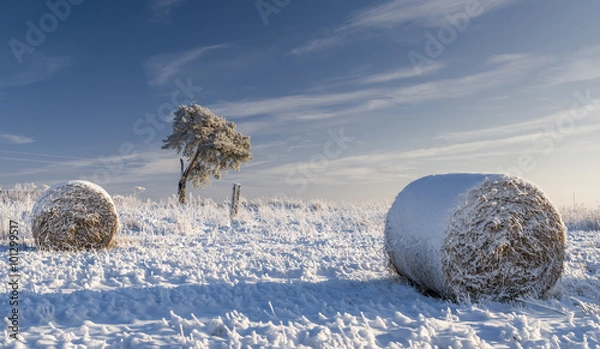 Obraz Snow covered hayfield