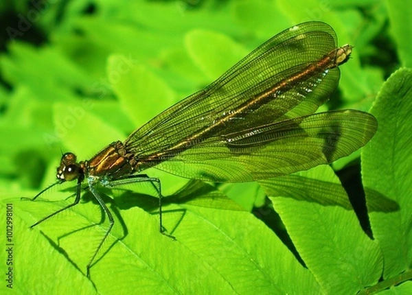Obraz Damselfly and ferns. The beautiful demoiselle (Calopteryx virgo) is a European damselfly belonging to the family Calopterygidae. 