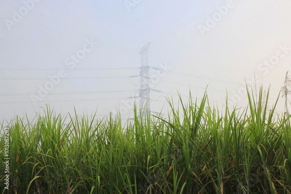 Fototapeta Dense rows of sugar cane trees with a strong electric current network in the background