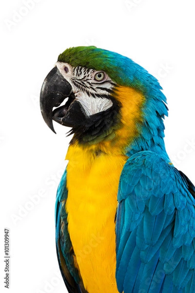Obraz Blue Macaw on white background