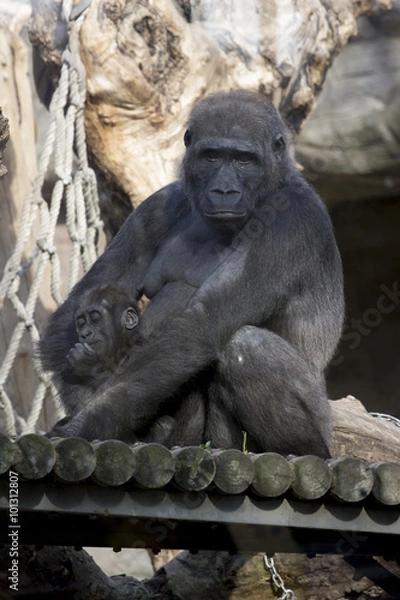 Obraz Mono hembra gorila espalda plateada con cria