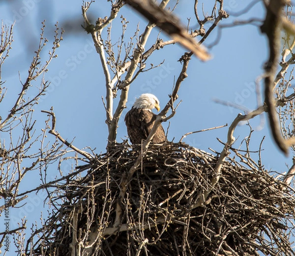 Fototapeta Americas majestic bird that represents the freedom we have in America, The Bald Eagle