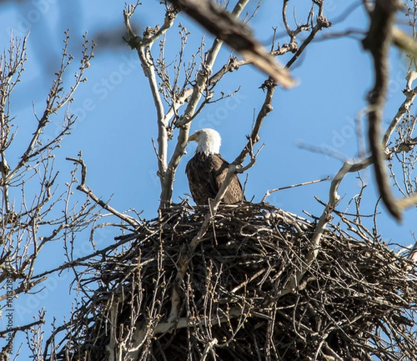 Fototapeta Americas majestic bird that represents the freedom we have in America, The Bald Eagle