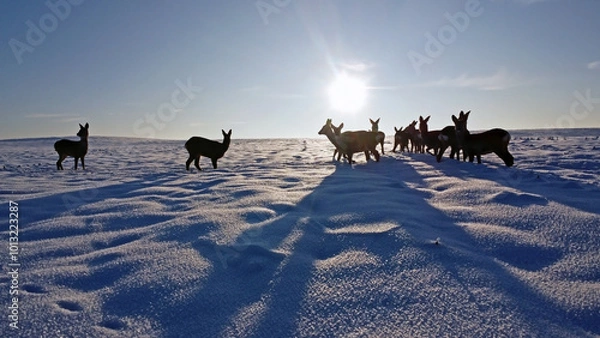 Fototapeta A large flock of roe deer on the snowy field at sunny winter day. Flock of European roe deer (Capreolus capreolus).