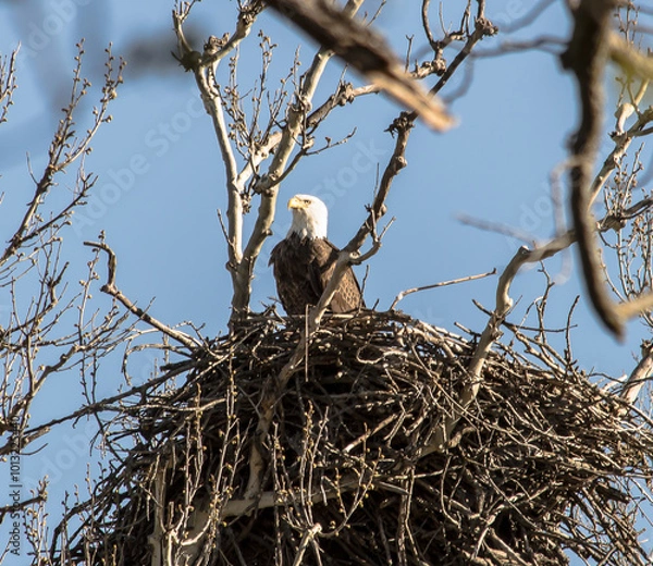 Fototapeta Americas majestic bird that represents the freedom we have in America, The Bald Eagle. This Picture was tken from 500ft and the nest was 500ft in the Air