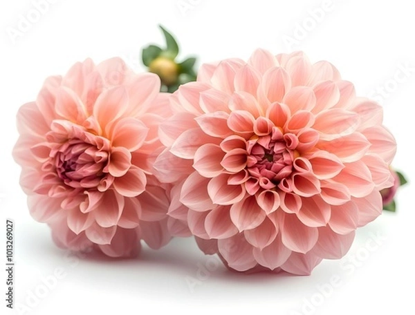 Obraz a group of pink flowers

