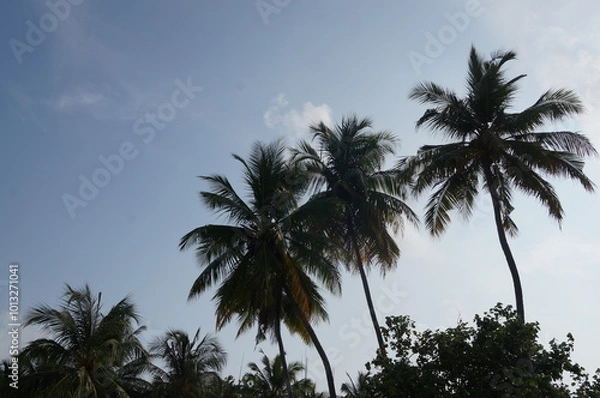 Fototapeta palm trees against the sky