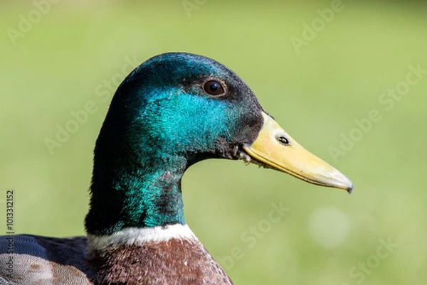 Obraz Head of a duck