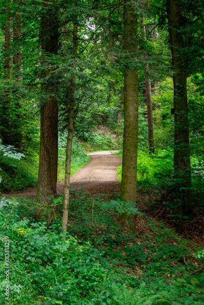 Obraz Path in the forest