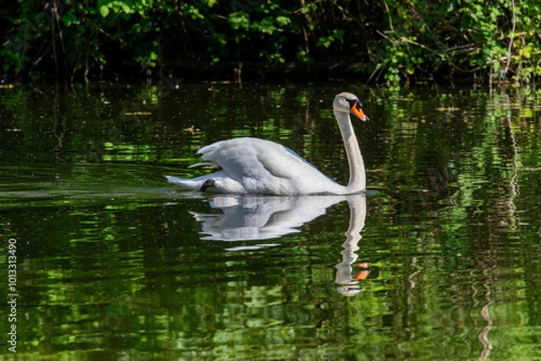 Obraz Swan in  a lake