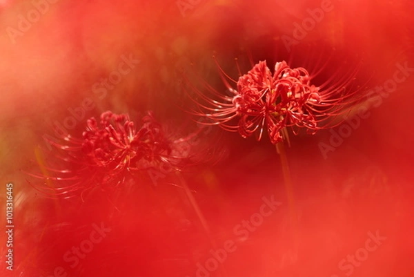 Obraz 真っ赤な彼岸花