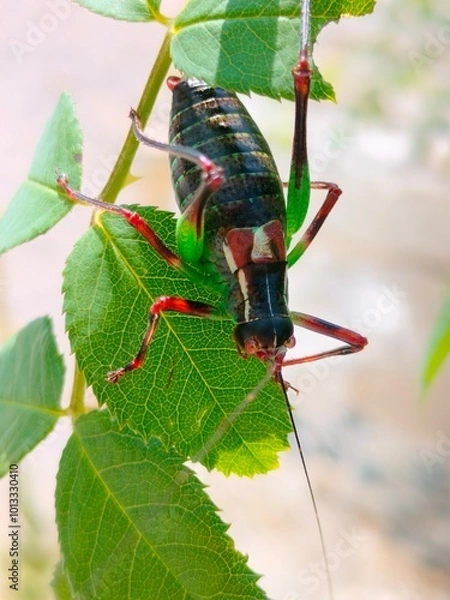 Obraz black, red and green coloured grasshopper on a leaf