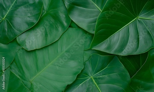 Fototapeta Taro leaf surface featuring detailed leaf patterns suitable for copy space, Generative AI 