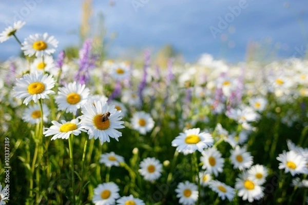 Fototapeta Flowers bloom