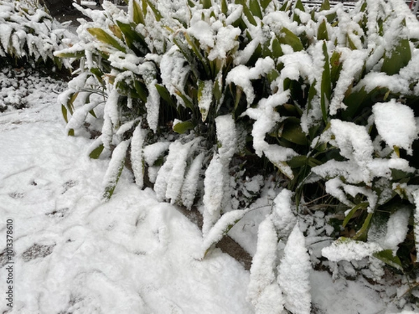 Fototapeta 雪と植物