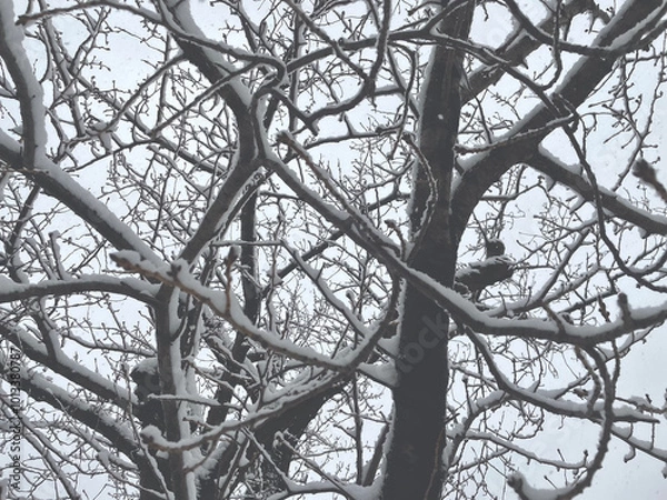 Fototapeta 雪の日の木々